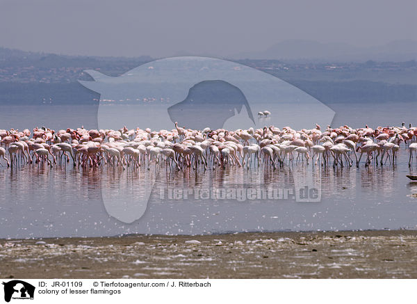 colonyof lesser flamingos / JR-01109